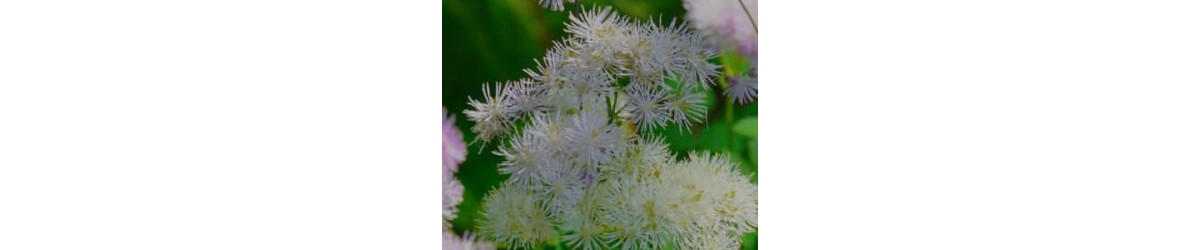 Baneberry