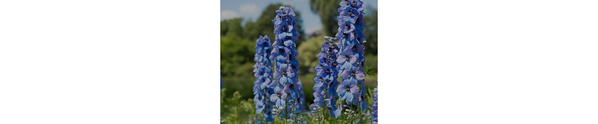 Delphinium