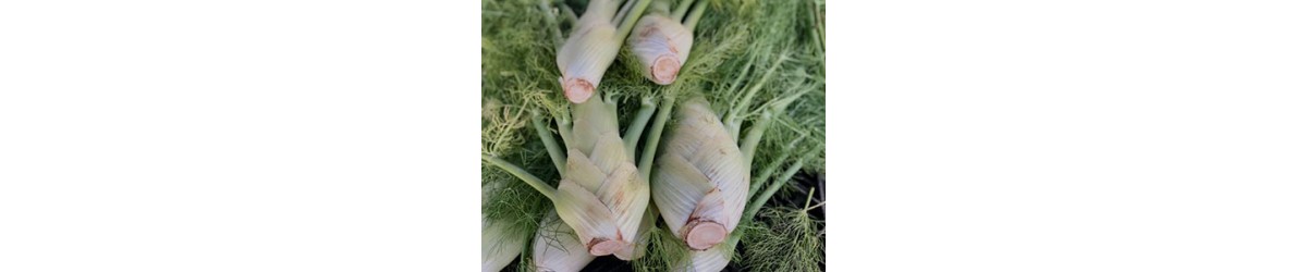 Fennel