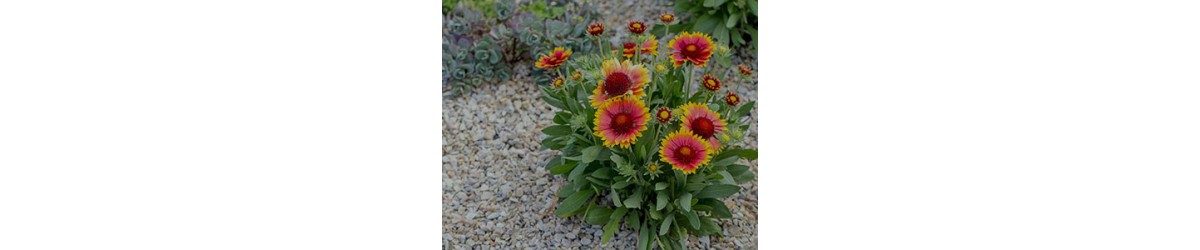 Gaillardia