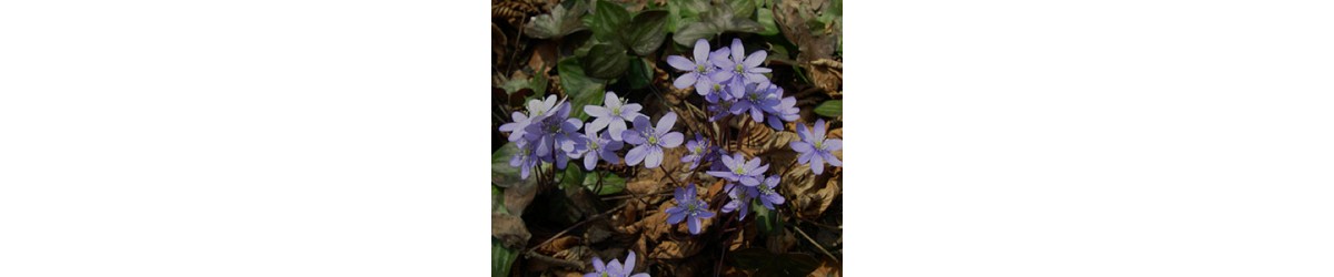 Hepatica