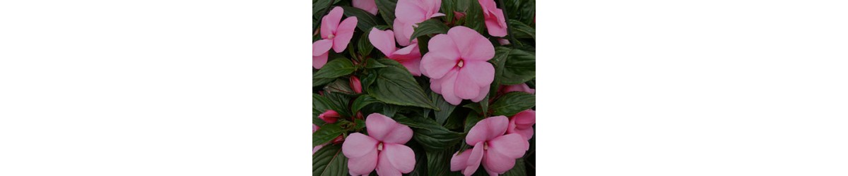 Impatiens