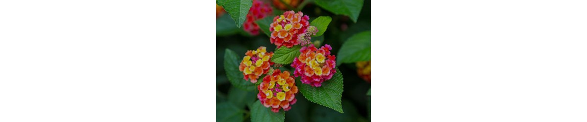 Lantana