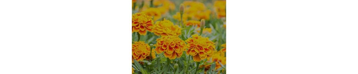 Marigold