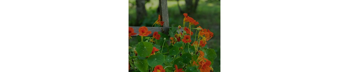 Nasturtium