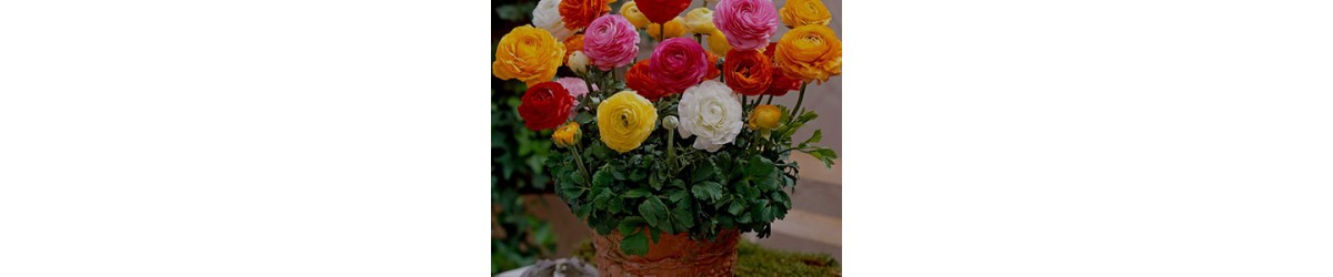 Ranunculus