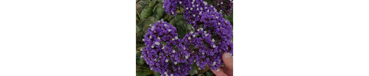 Sea Lavender