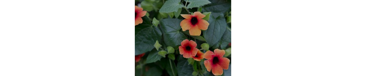 Thunbergia