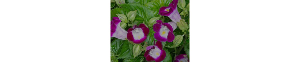 Torenia