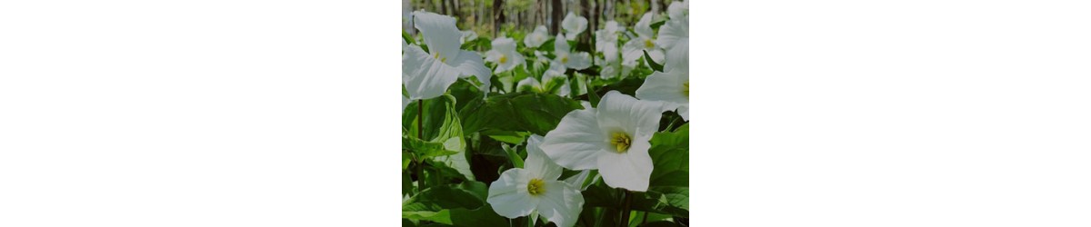 Trillium