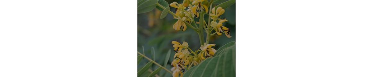 Wild Senna