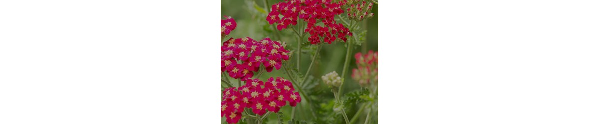 Yarrow