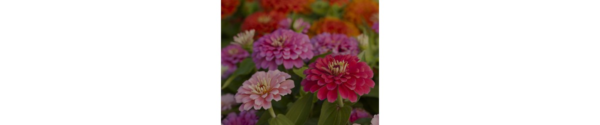 Zinnia